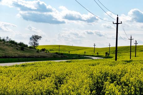 Câmp cu rapiță lângă Lăceni Câmp cu rapiță lângă Lăceni