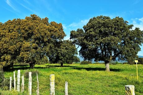 Cărarea Mănăstirii - El Escorial, Madrid Cărarea Mănăstirii - El Escorial, Madrid