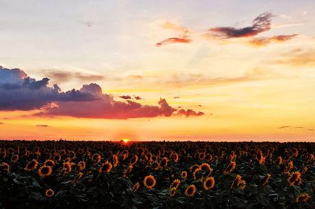 Apus peste lanul de floarea soarelui Apus peste lanul de floarea soarelui