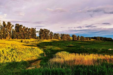 Dupa-amiază caldă pe balta Siliștea Dupa-amiază caldă pe balta Siliștea