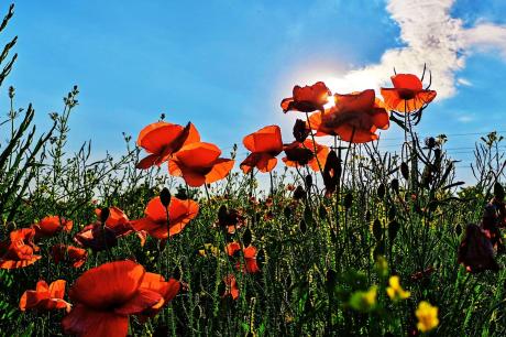 Câmp cu maci Câmp cu maci