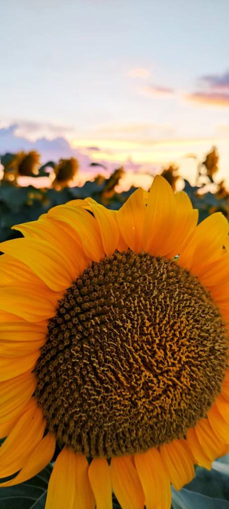 Câmp cu floarea soarelui Câmp cu floarea soarelui