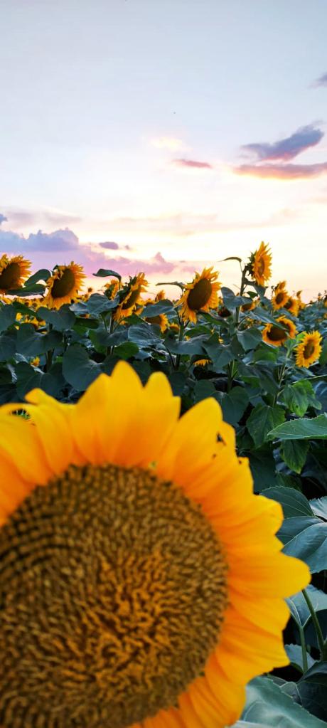 Câmp cu floarea soarelui Câmp cu floarea soarelui